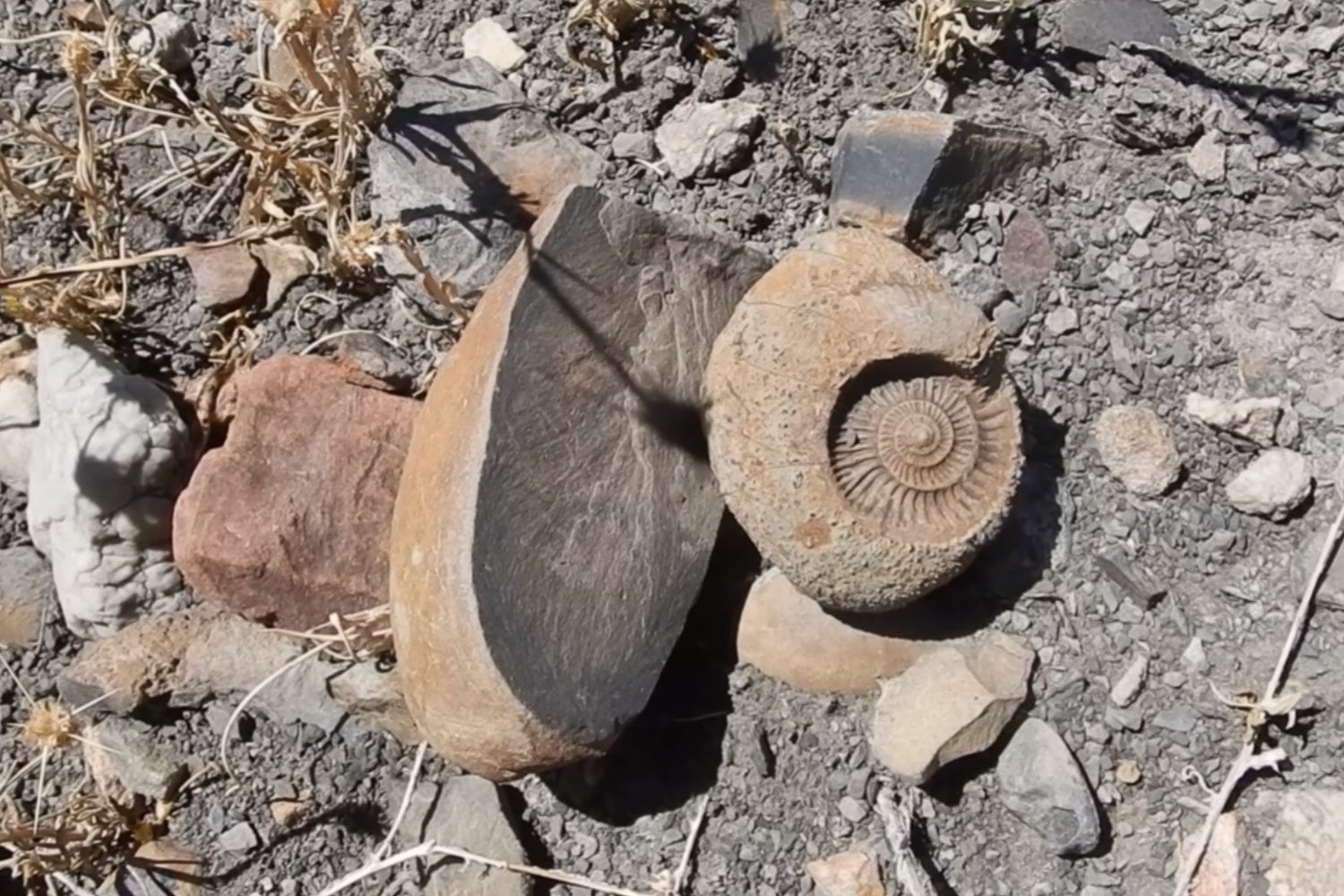 Hace 20 millones de años, la estepa patagónica era un bosque húmedo: los fósiles que lo confirman