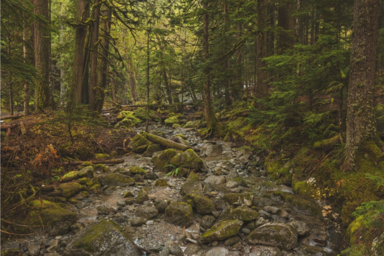 Puede que el calentamiento global no aumente la capacidad de los bosques para absorber dióxido de carbono