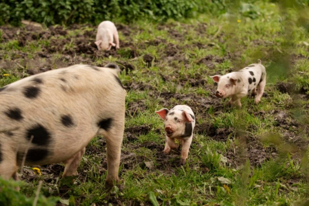 Un experimento accidental de 192 años convirtió a estos cerdos en animales únicos