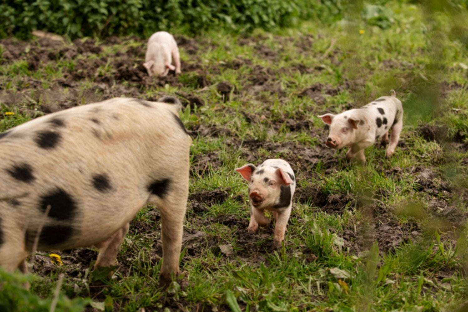 Un experimento accidental de 192 años convirtió a estos cerdos en animales únicos