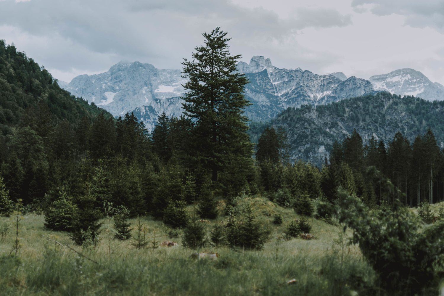 Puede que el calentamiento global no aumente la capacidad de los bosques para absorber dióxido de carbono