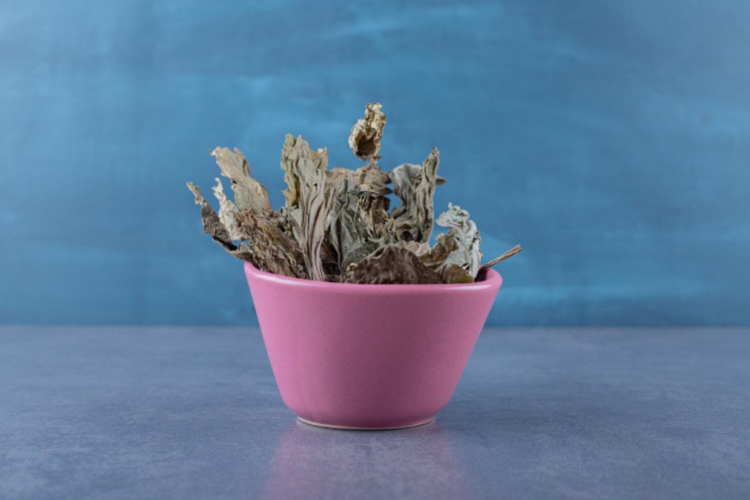 Tus plantas se secaron en vacaciones: estas señales indican si aún tienen salvación