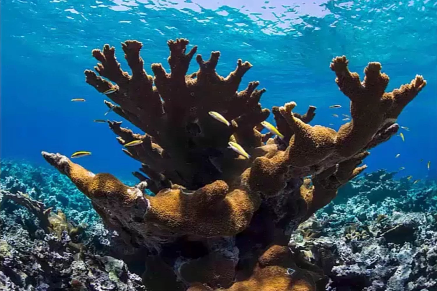 Creían conocer los arrecifes del Golfo de México, pero el mapa acaba de cambiar por completo