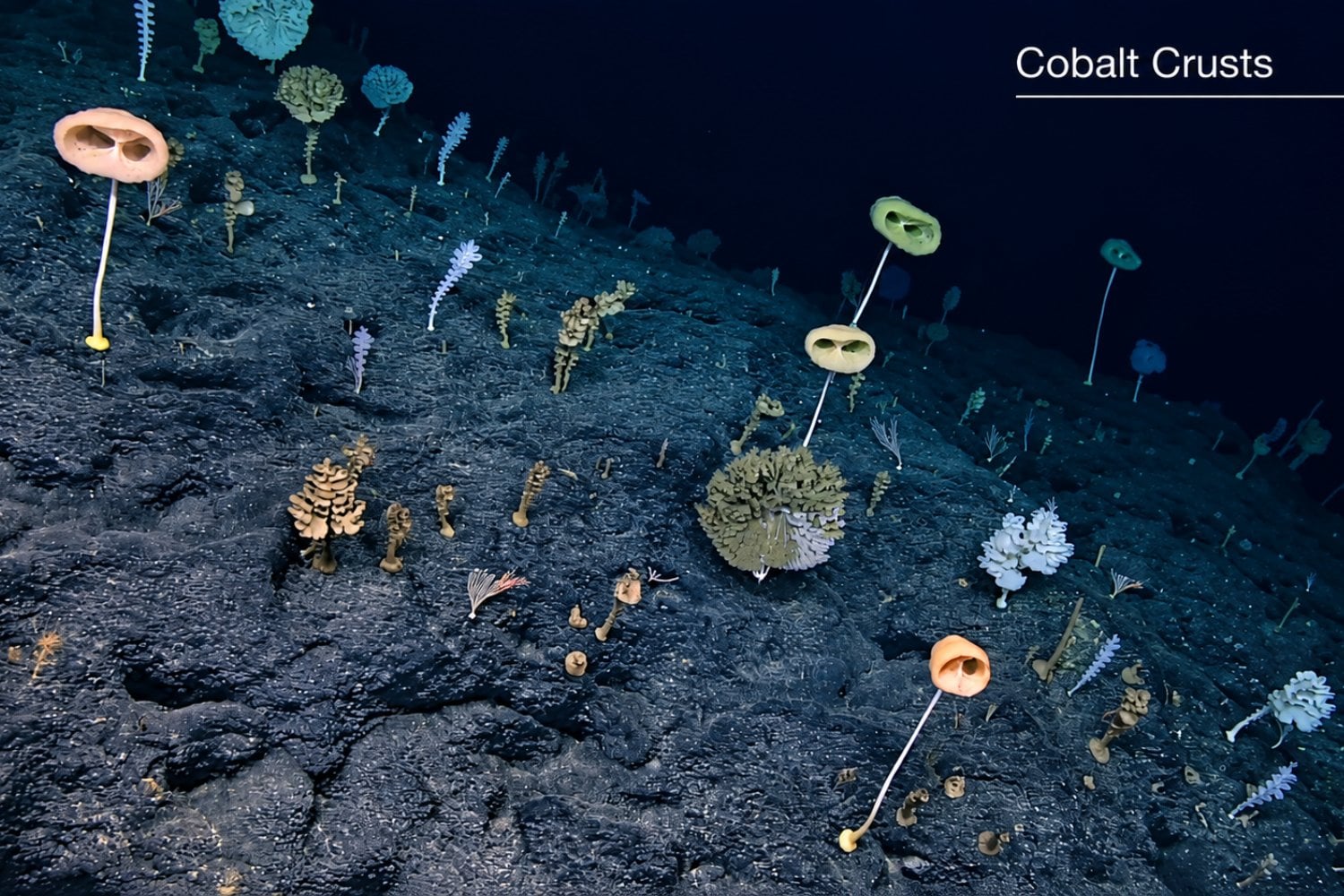 Más de 4.000 metros bajo el mar, los científicos descubrieron una biodiversidad sorprendente