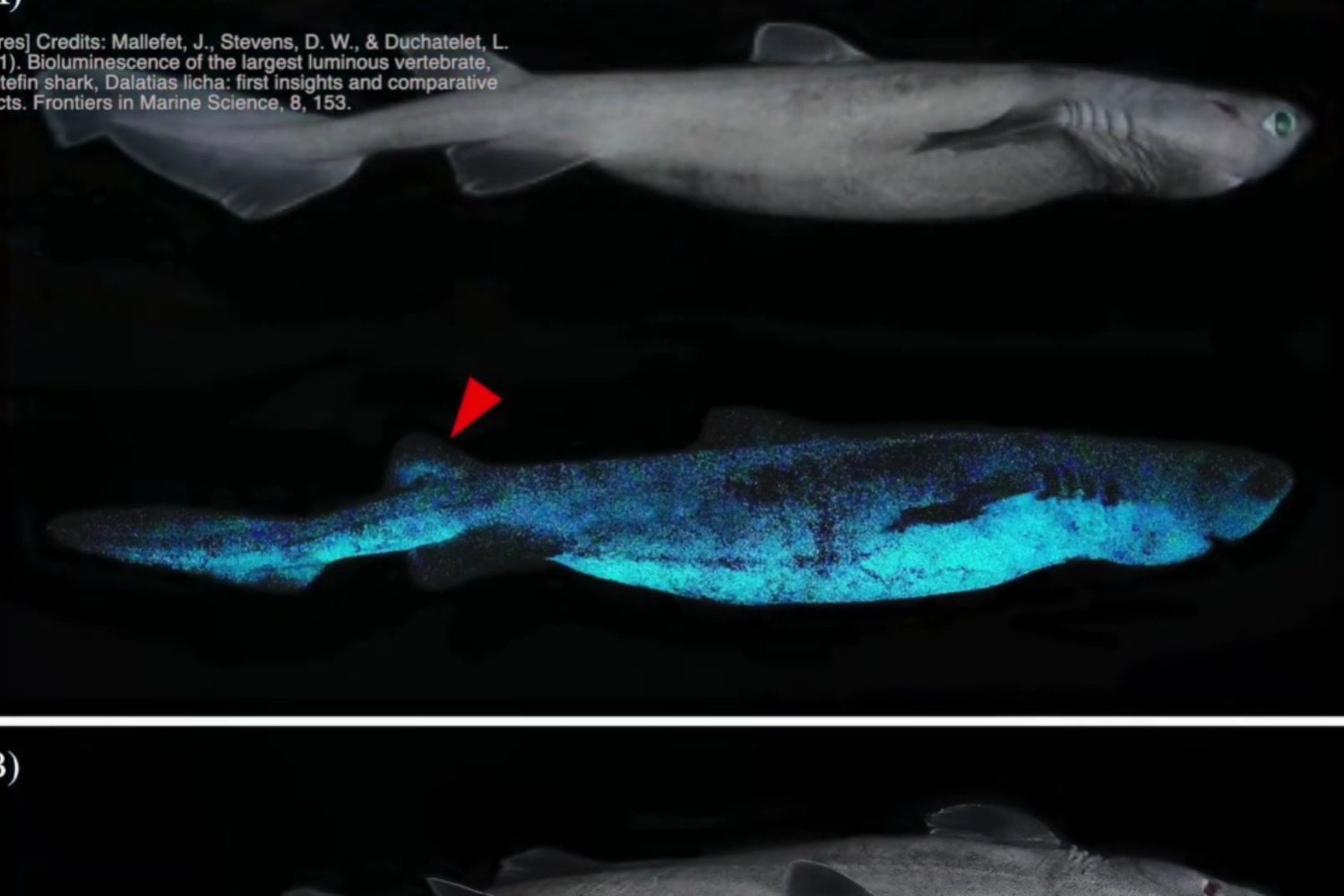 Descubren cómo brillan en la oscuridad algunos tiburones de las profundidades
