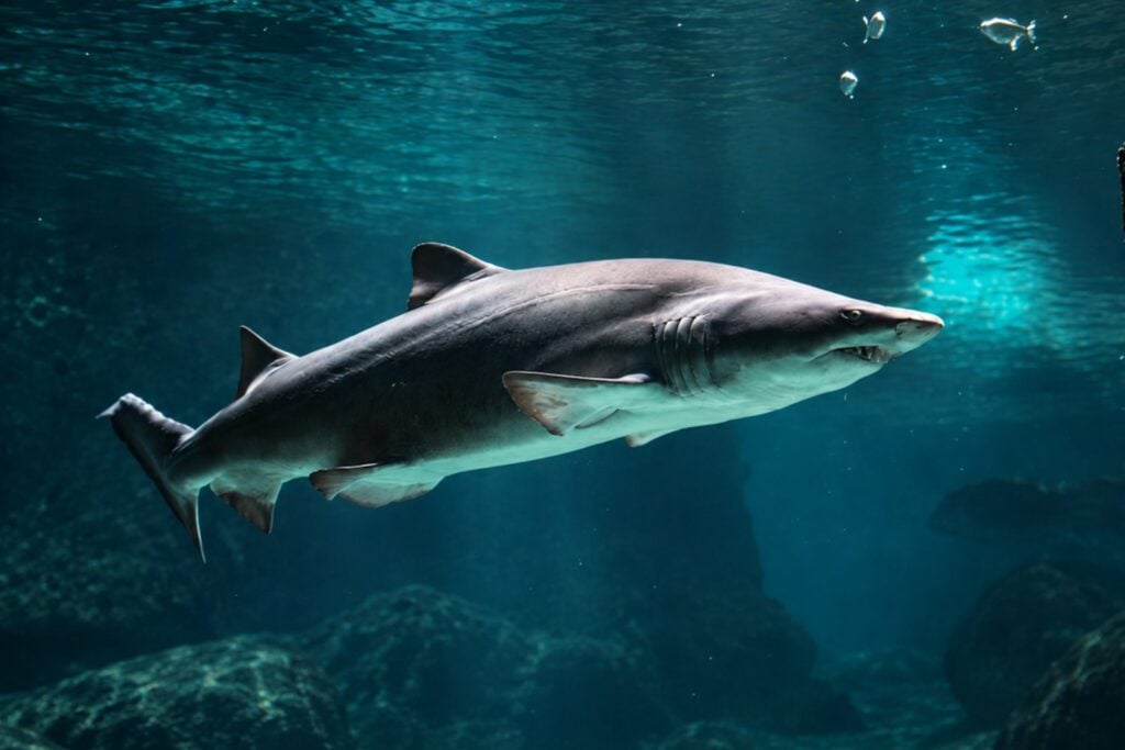 Descubren cómo brillan en la oscuridad algunos tiburones de las profundidades