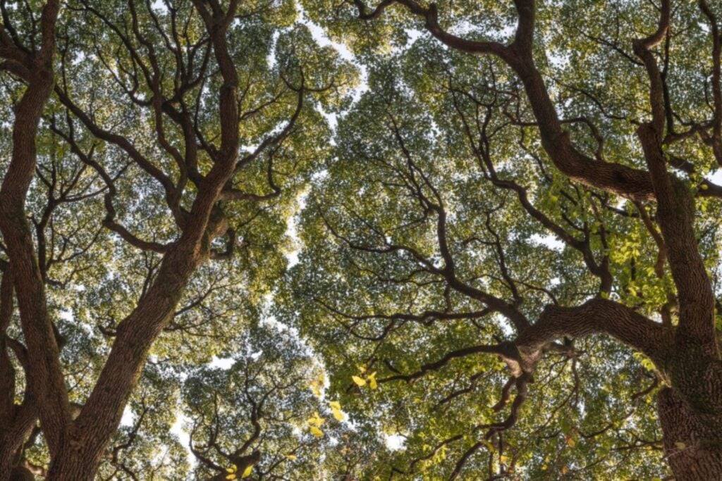 Las plantas tienen un “interruptor” molecular para soportar el calor, y la evolución explica cuándo apareció