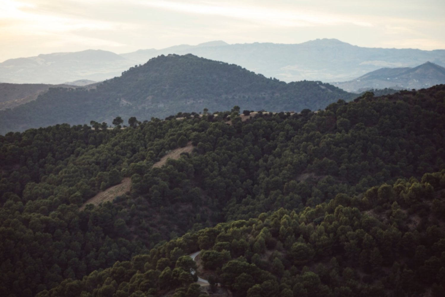 Las plantas están conquistando las cimas de las montañas. El problema es lo que está desapareciendo mientras suben