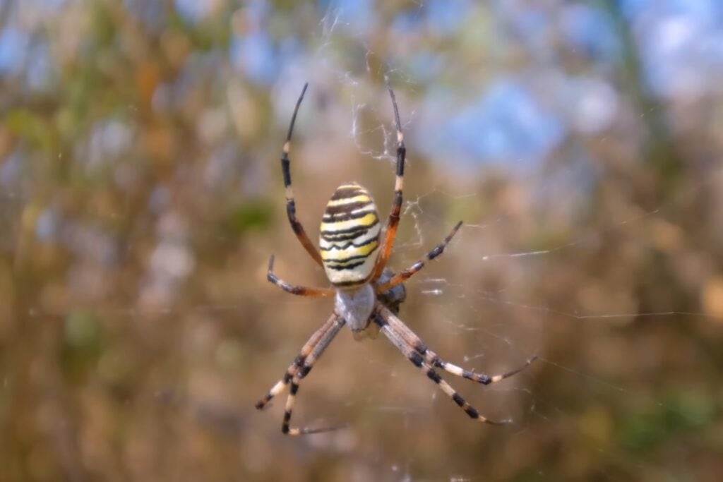 Una llamativa araña avispa aparece por primera vez en el noroeste de Inglaterra y el cambio climático podría explicar su llegada