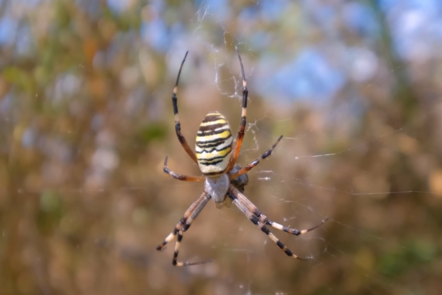Una llamativa araña avispa aparece por primera vez en el noroeste de Inglaterra y el cambio climático podría explicar su llegada
