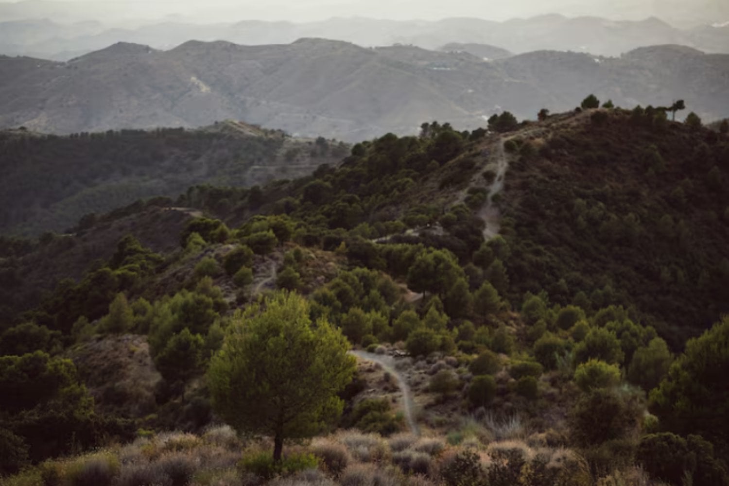 Las plantas están conquistando las cimas de las montañas. El problema es lo que está desapareciendo mientras suben
