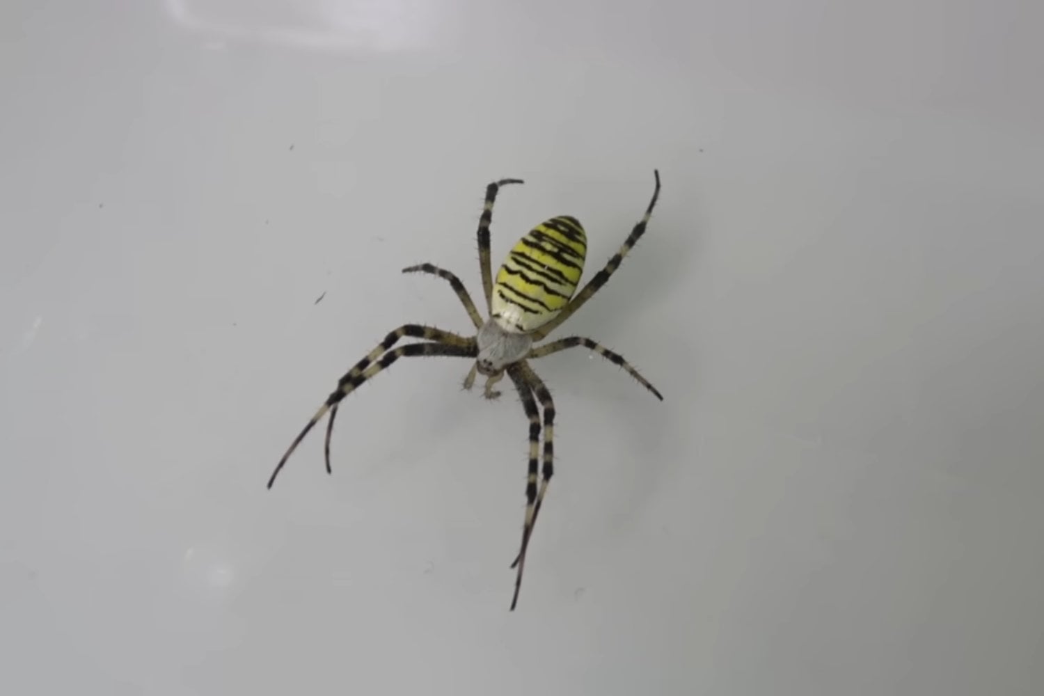 Una llamativa araña avispa aparece por primera vez en el noroeste de Inglaterra y el cambio climático podría explicar su llegada