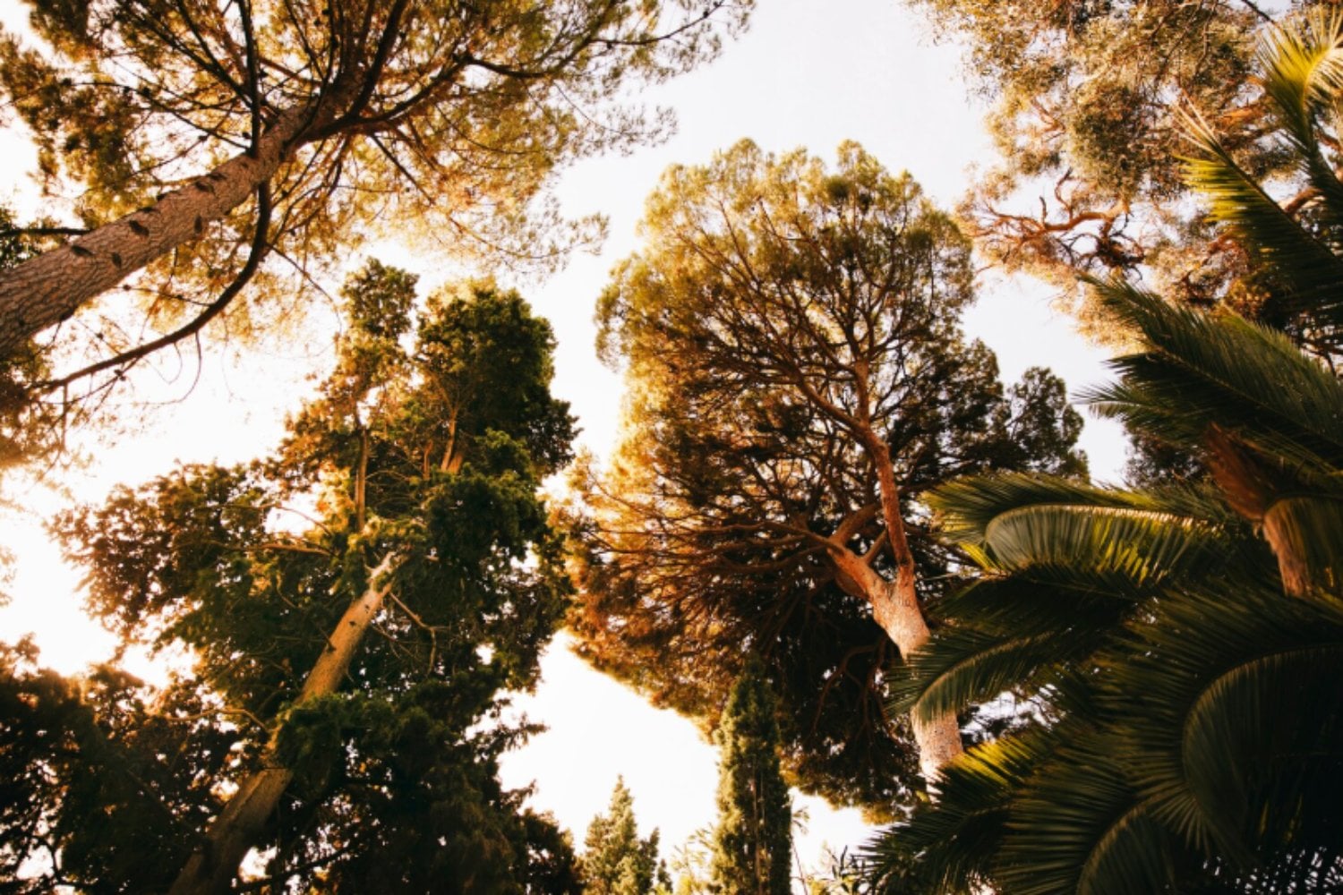 Las plantas tienen un “interruptor” molecular para soportar el calor, y la evolución explica cuándo apareció