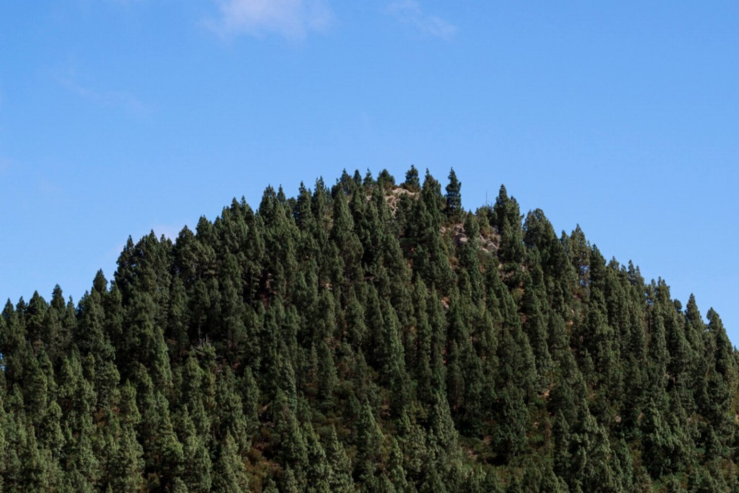 Las plantas están conquistando las cimas de las montañas. El problema es lo que está desapareciendo mientras suben
