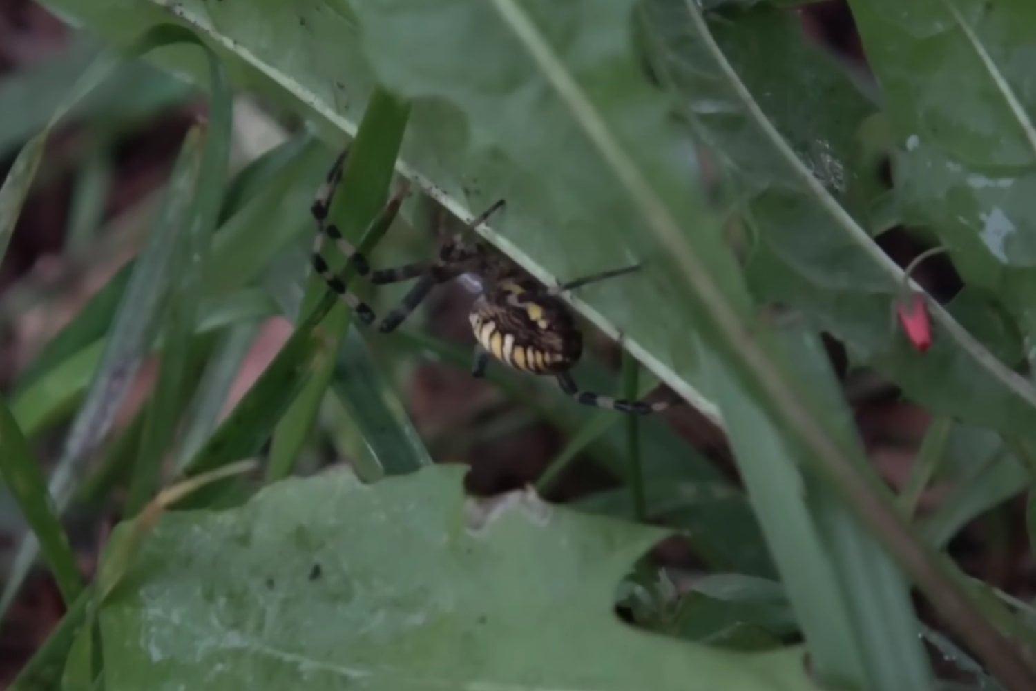Una llamativa araña avispa aparece por primera vez en el noroeste de Inglaterra y el cambio climático podría explicar su llegada