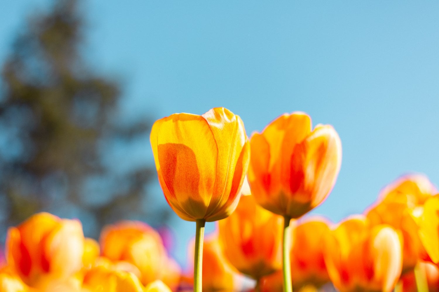 Por qué los días se alargan tan rápido después del equinoccio de primavera