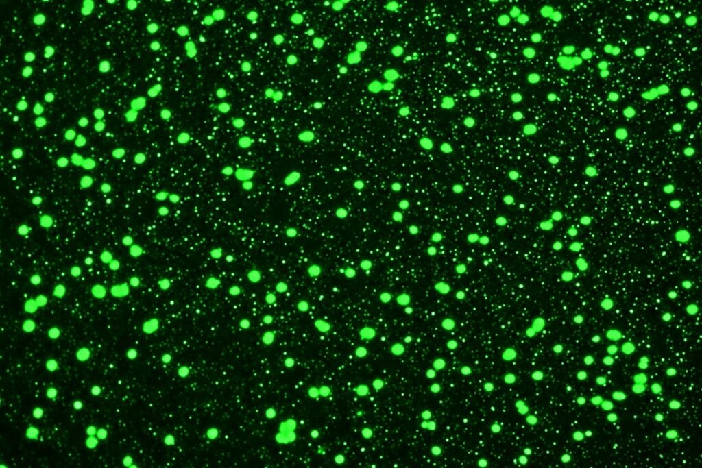 Los virus más abundantes de la Tierra están controlando silenciosamente los ecosistemas del planeta