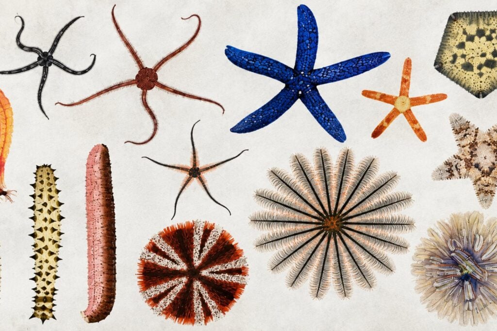Este diminuto fósil del Cámbrico podría revelar cómo comenzó la historia de las estrellas de mar