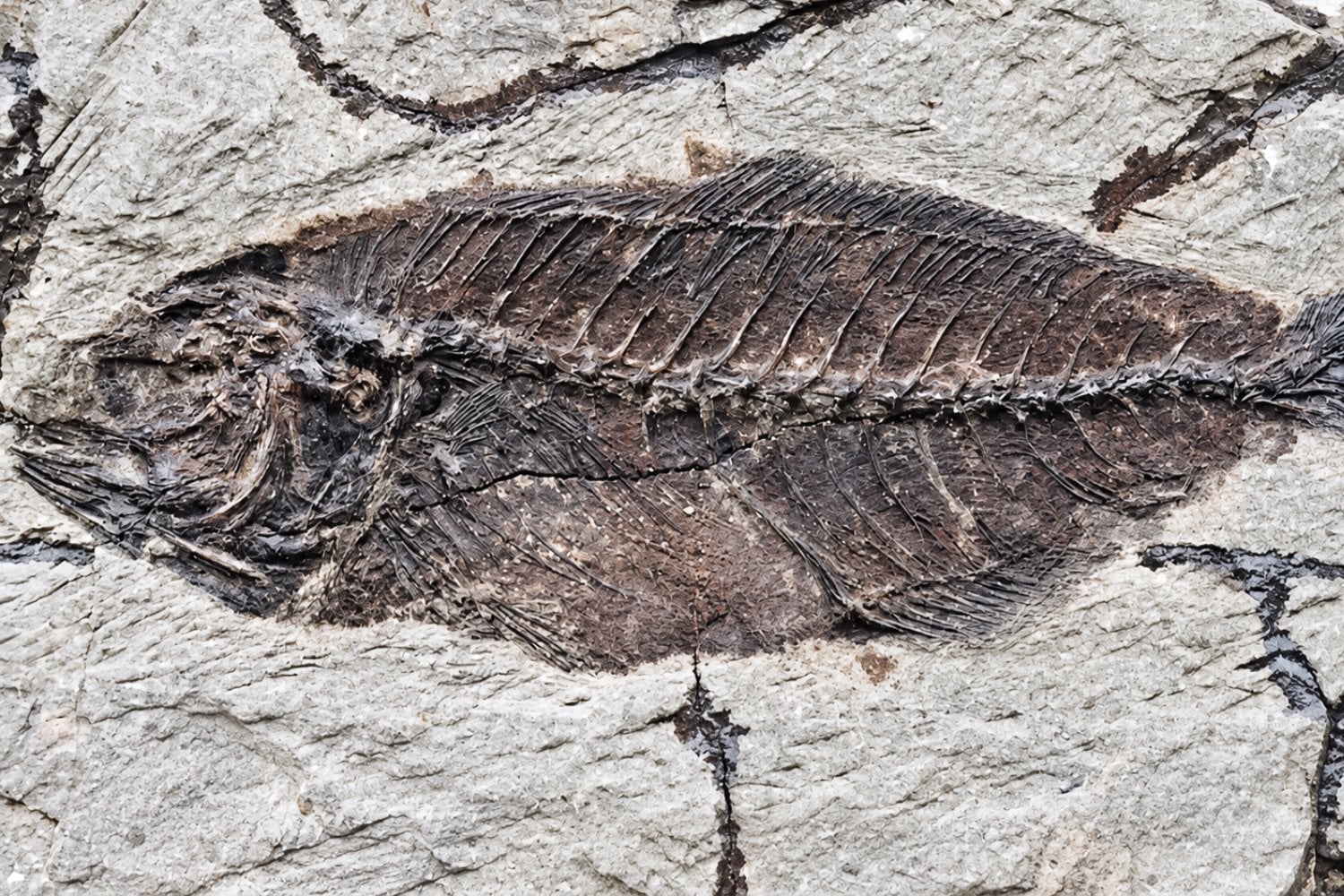 Donde hoy hay desierto hubo un mar lleno de peces hace 62 millones de años