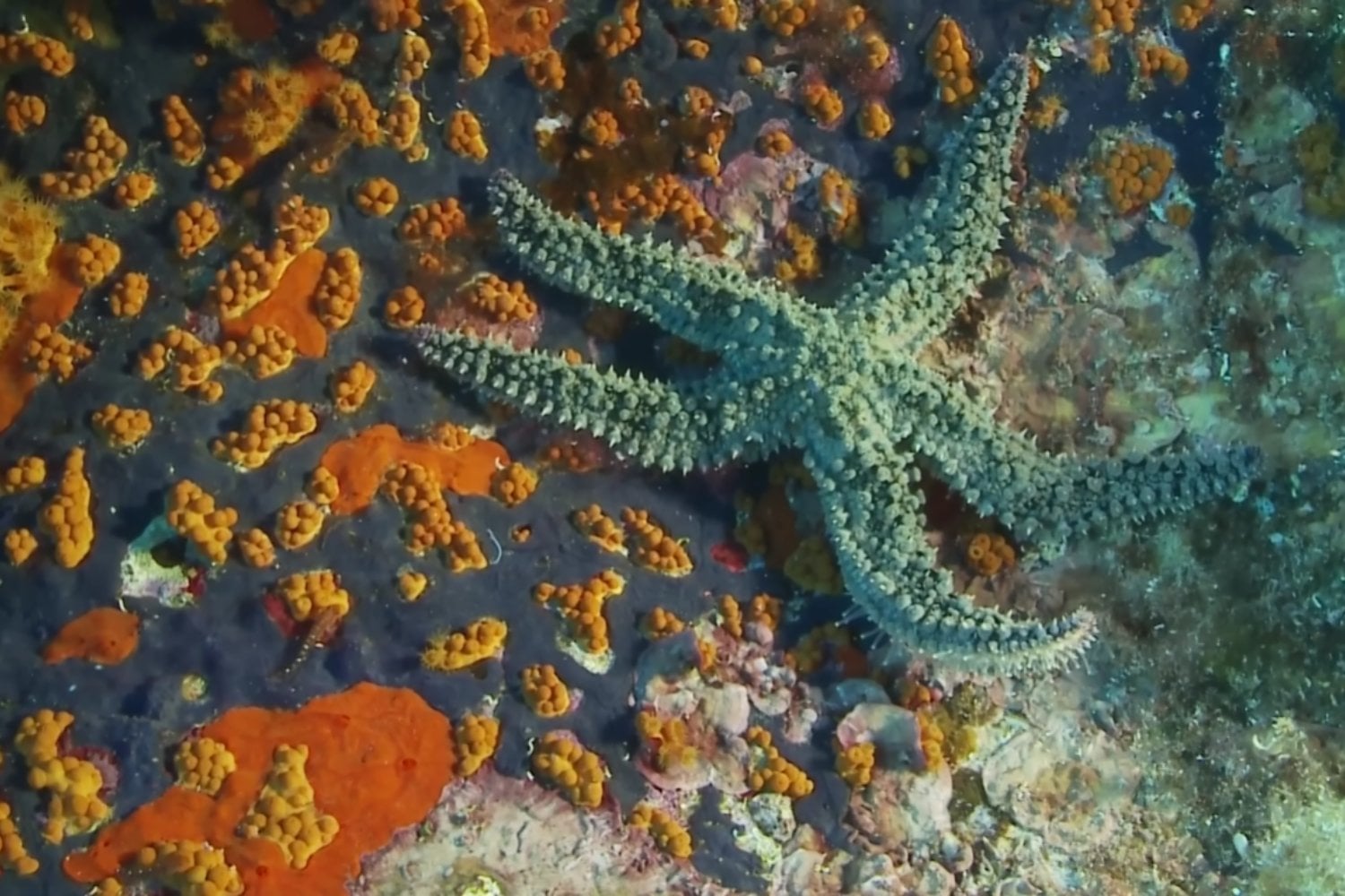 Este diminuto fósil del Cámbrico podría revelar cómo comenzó la historia de las estrellas de mar