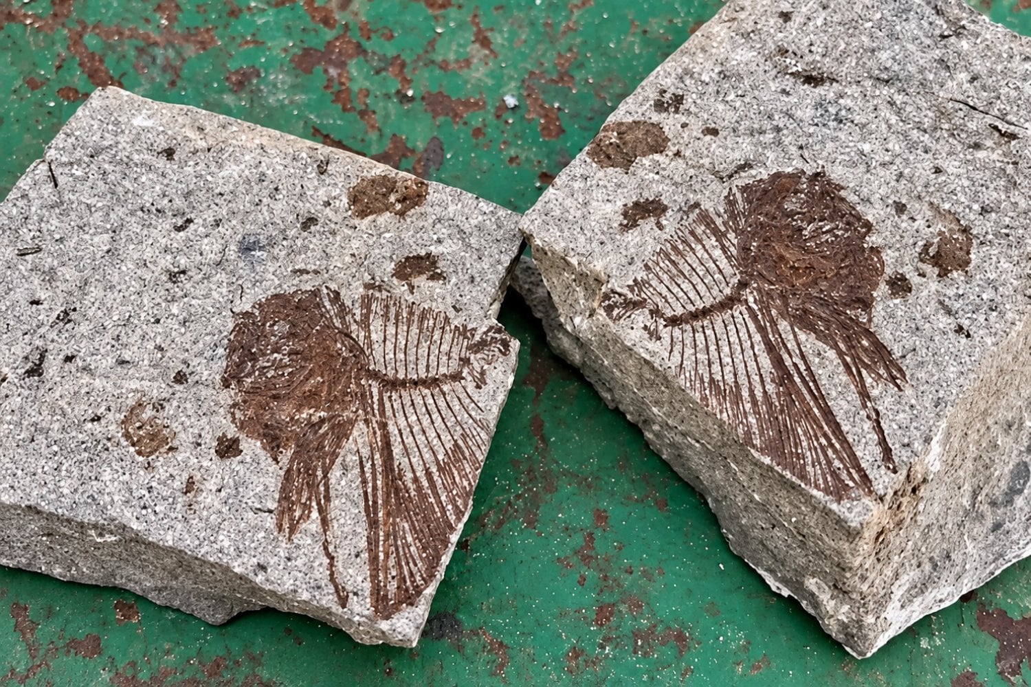 Donde hoy hay desierto hubo un mar lleno de peces hace 62 millones de años