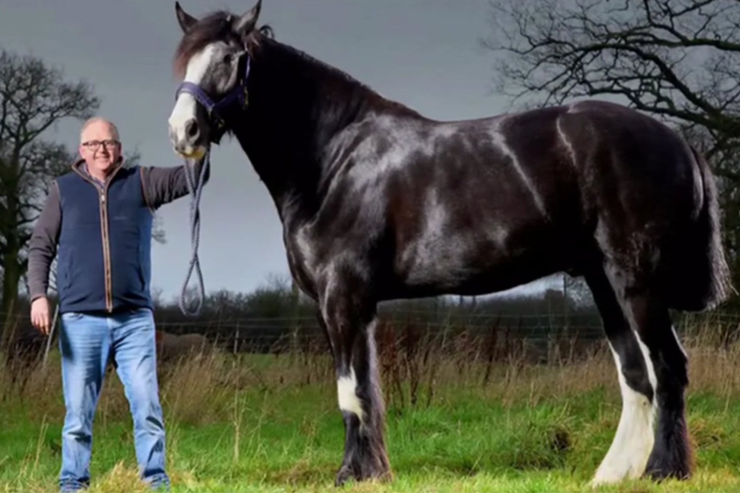 Hugo, el caballo de 1,99 metros que ya rompió un récord Guinness con solo cuatro años