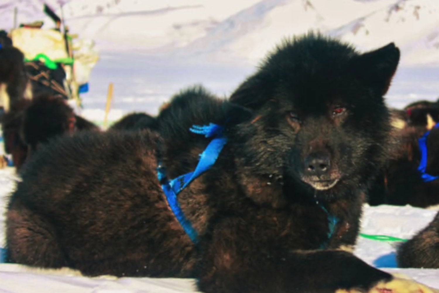 Perros que ya no existen: las razas que se extinguieron por culpa de los cambios humanos