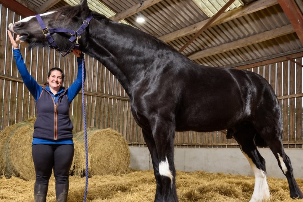 Hugo, el caballo de 1,99 metros que ya rompió un récord Guinness con solo cuatro años