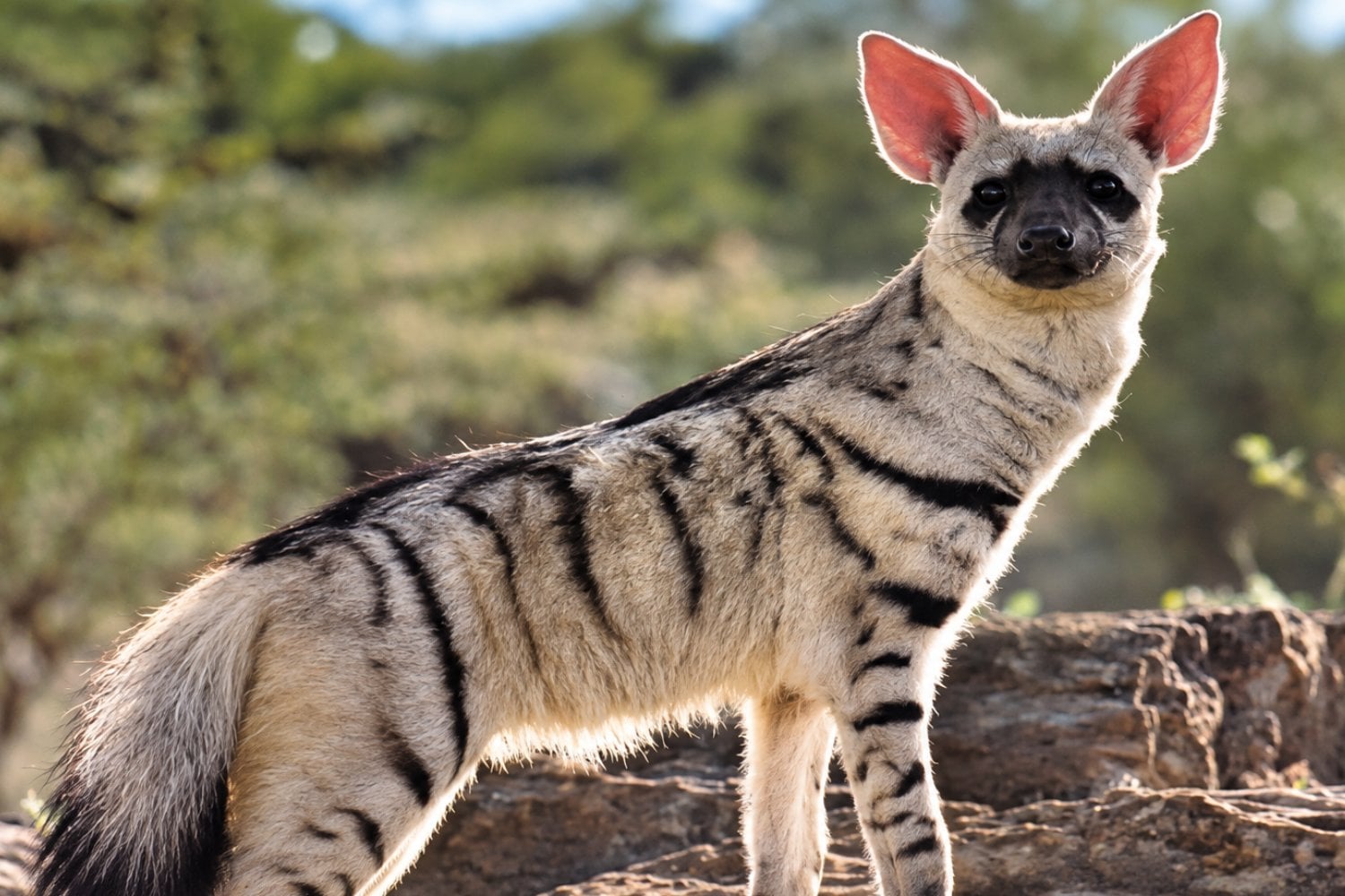 El lobo de tierra tiene 40 cromosomas y su organización genética sorprendió a los científicos