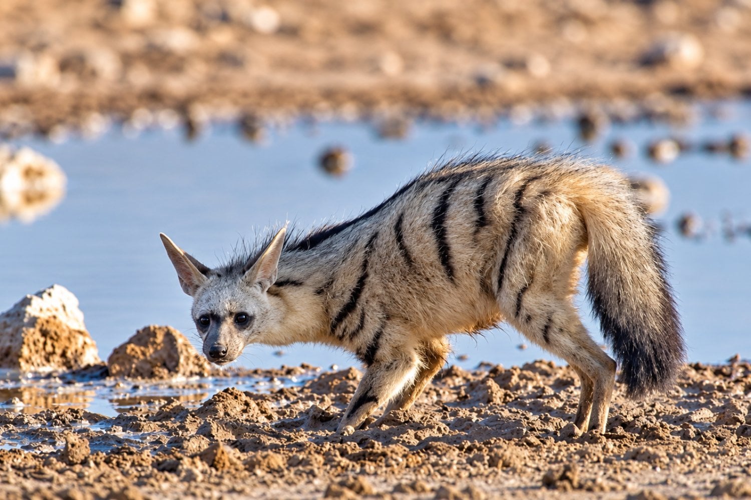 El lobo de tierra tiene 40 cromosomas y su organización genética sorprendió a los científicos