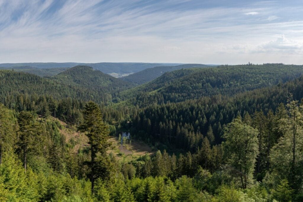 Francia plantó casi un millón de hectáreas de pinos en 1857 para “sanear” una región: hoy ese bosque es un problema difícil de gestionar