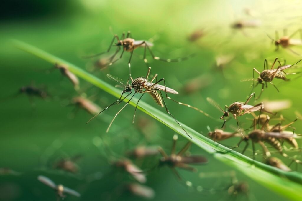 Liberar mosquitos para combatir mosquitos: el experimento que Portugal prueba en Lisboa