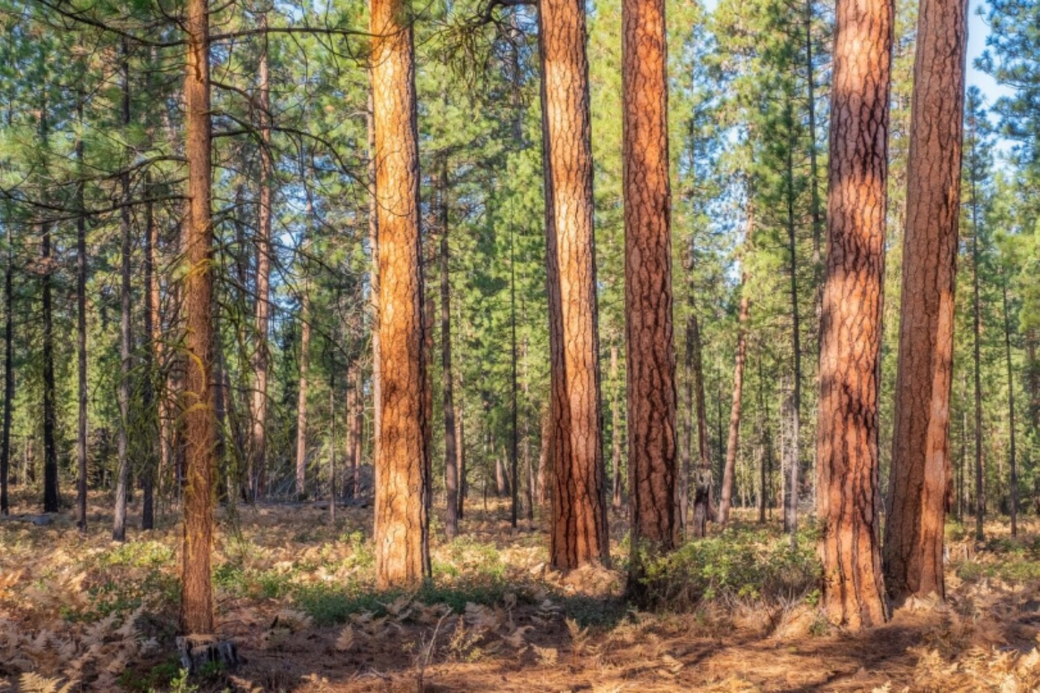 Francia plantó casi un millón de hectáreas de pinos en 1857 para “sanear” una región: hoy ese bosque es un problema difícil de gestionar