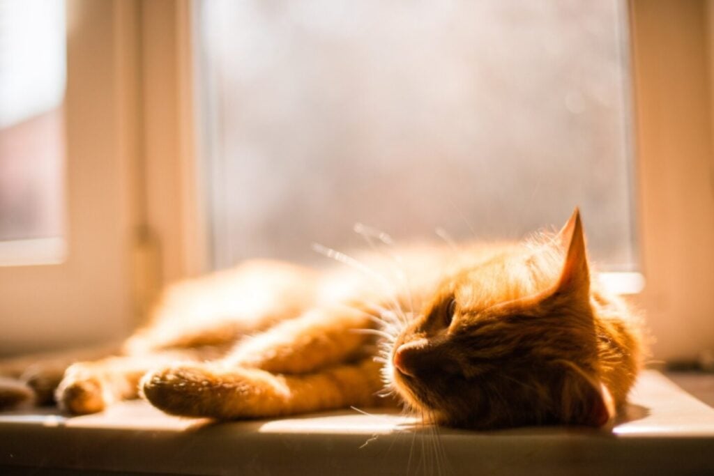 Por qué tu gato puede sufrir más de lo que parece durante el verano
