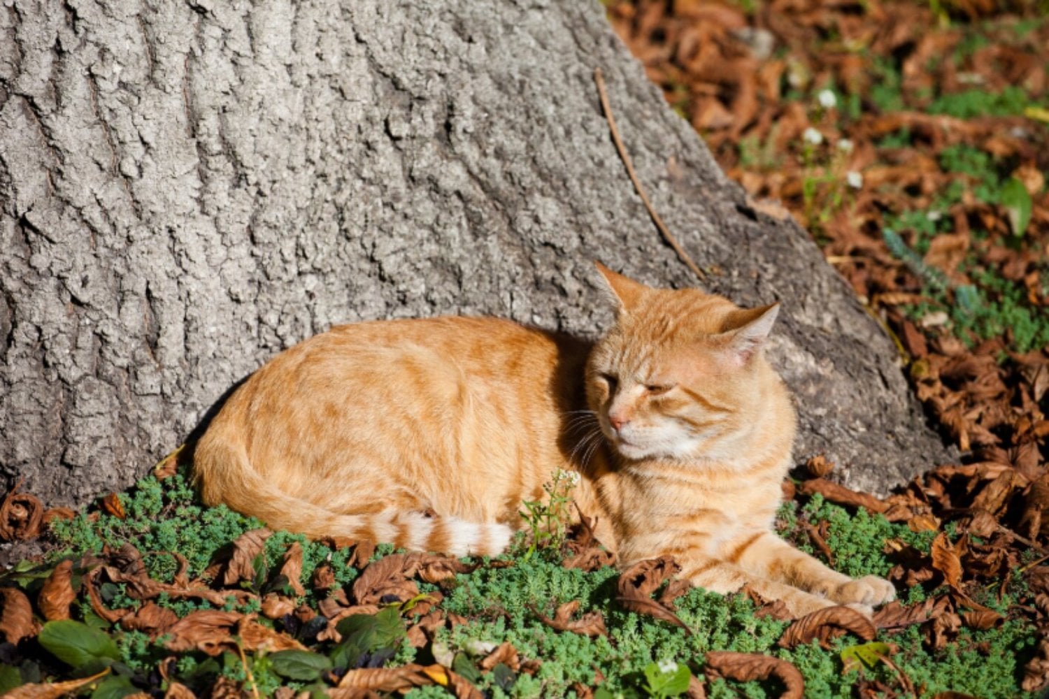 Por qué tu gato puede sufrir más de lo que parece durante el verano