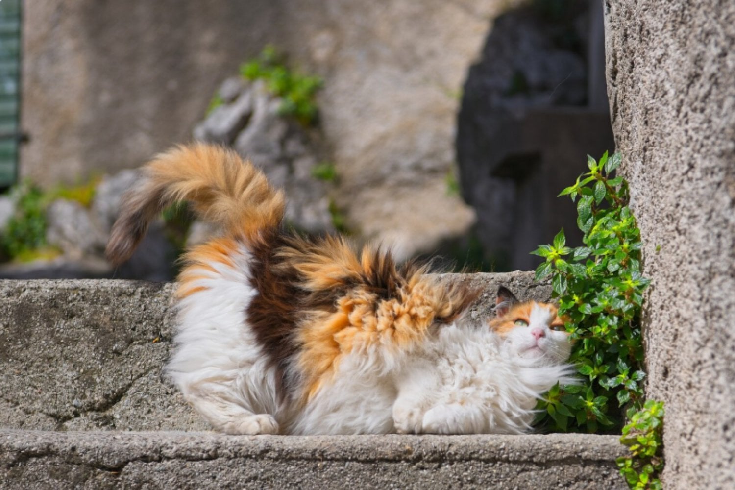 Por qué tu gato puede sufrir más de lo que parece durante el verano