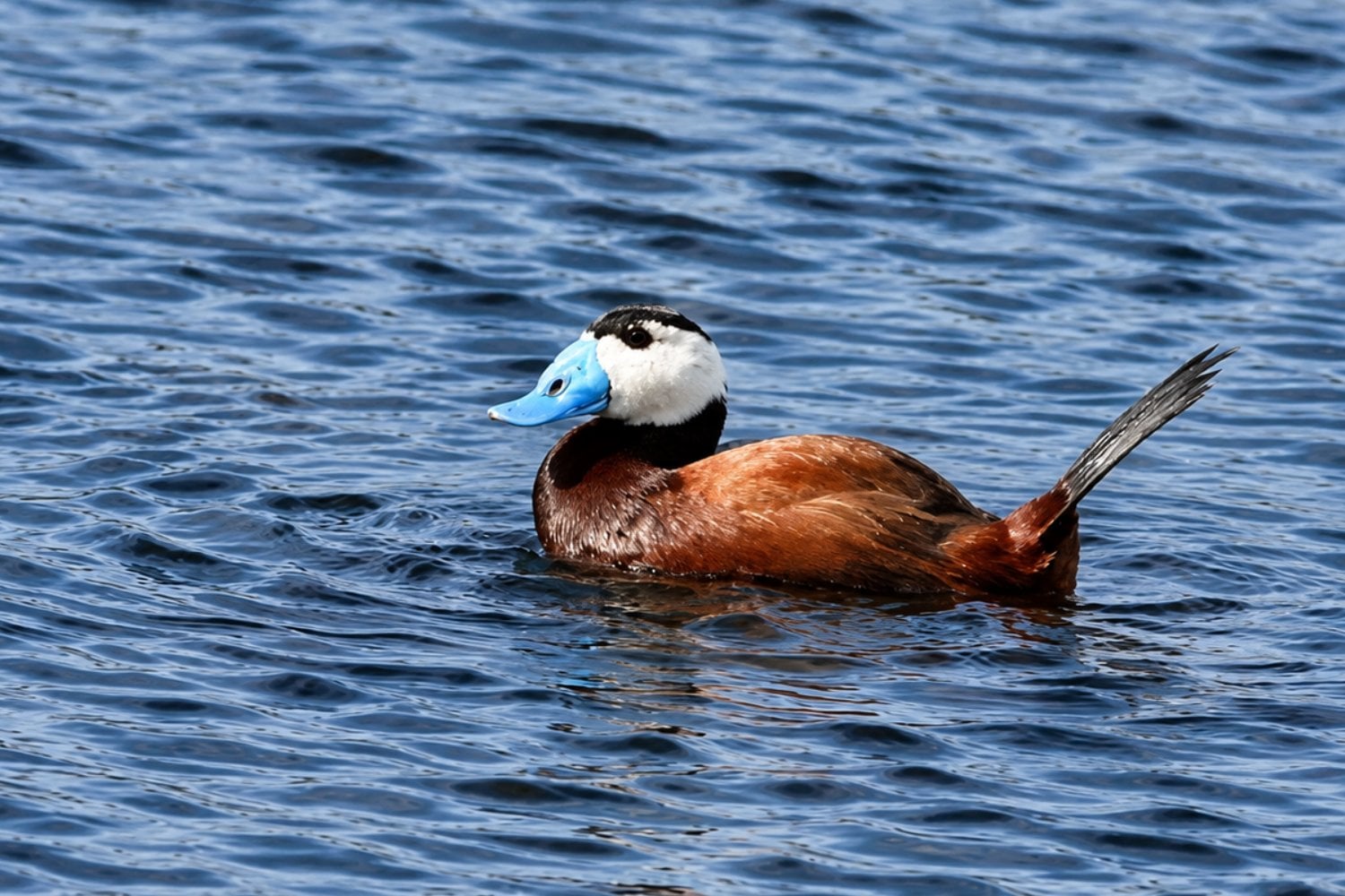 España estuvo a punto de perder una especie de pato. La solución fue enviar tiradores a los humedales