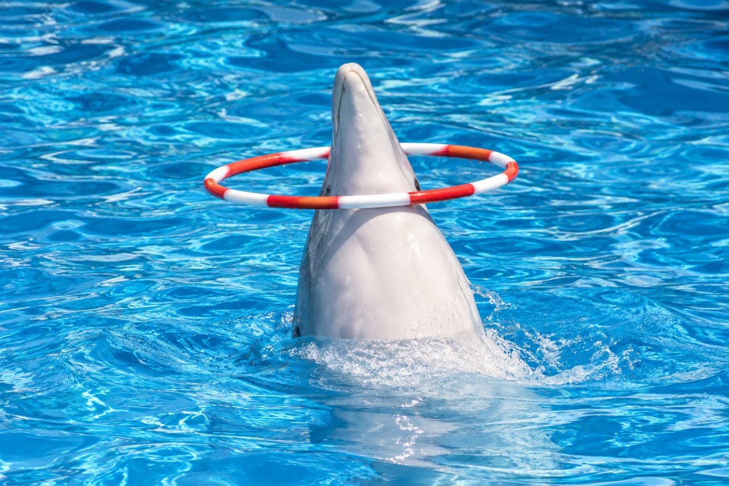 El caso de Gary revela los vacíos de la reforma que buscaba terminar con los espectáculos de delfines en México