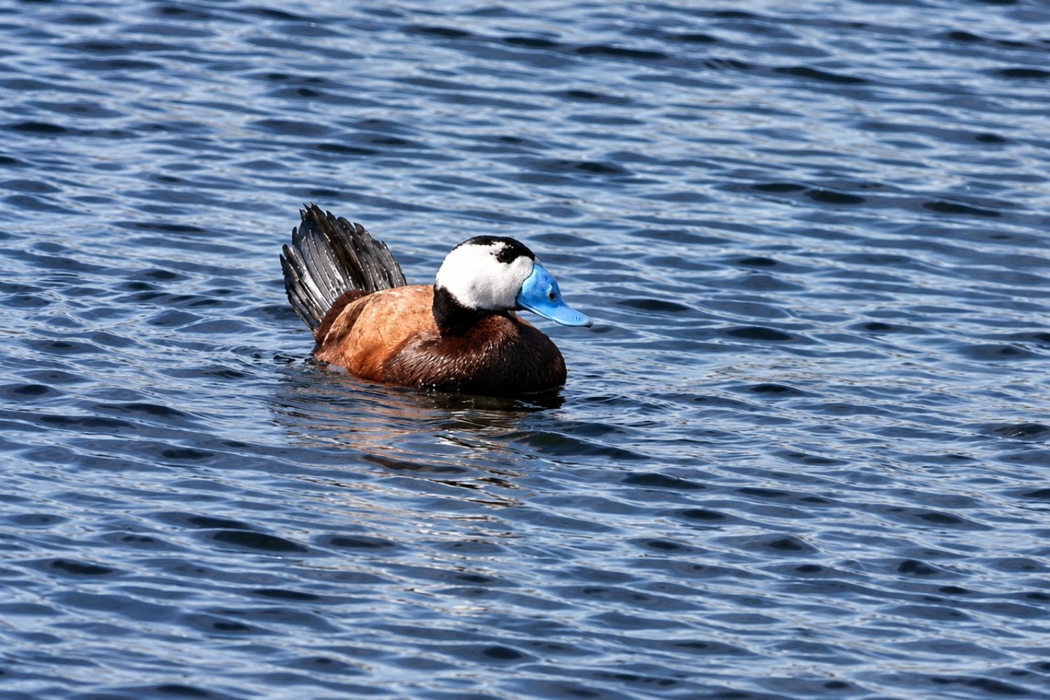 España estuvo a punto de perder una especie de pato. La solución fue enviar tiradores a los humedales