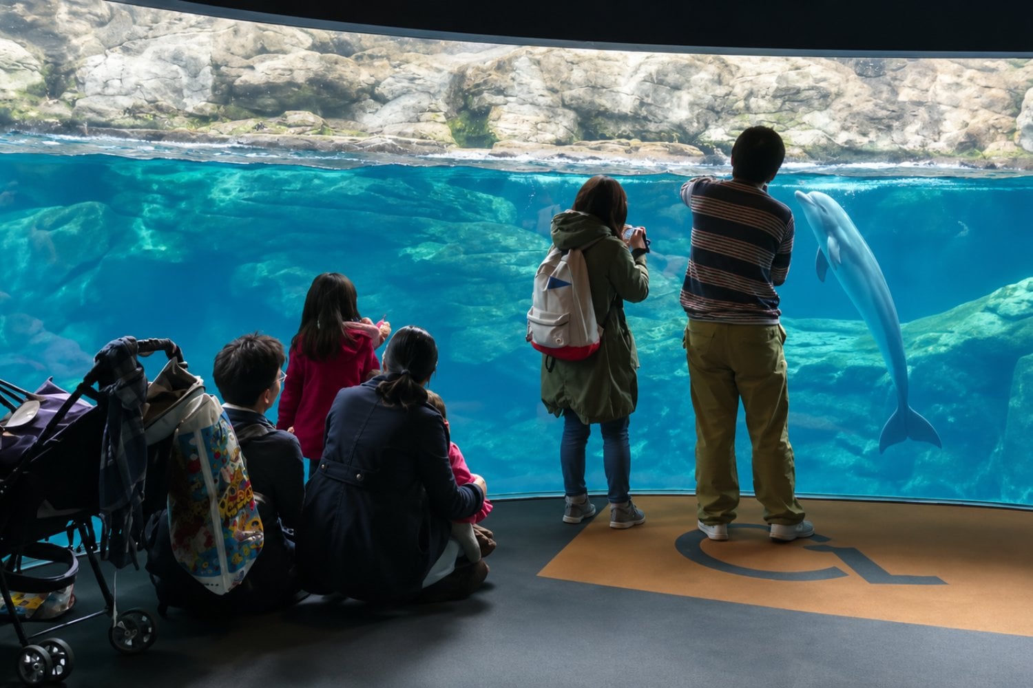 El caso de Gary revela los vacíos de la reforma que buscaba terminar con los espectáculos de delfines en México