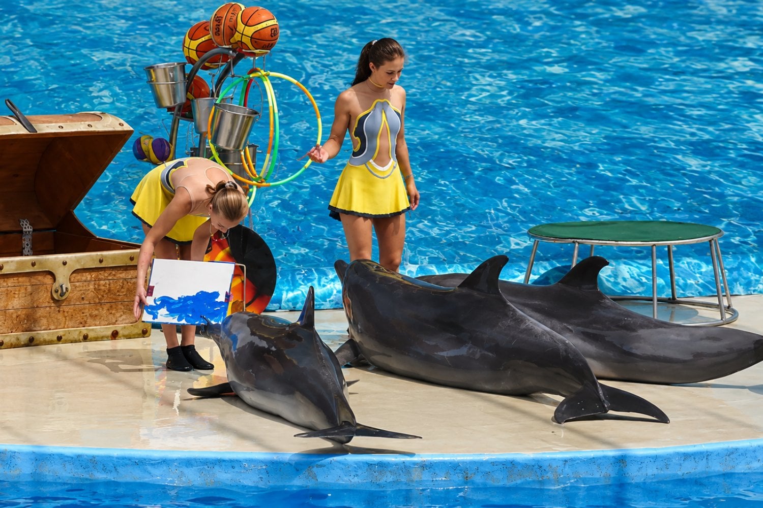 El caso de Gary revela los vacíos de la reforma que buscaba terminar con los espectáculos de delfines en México