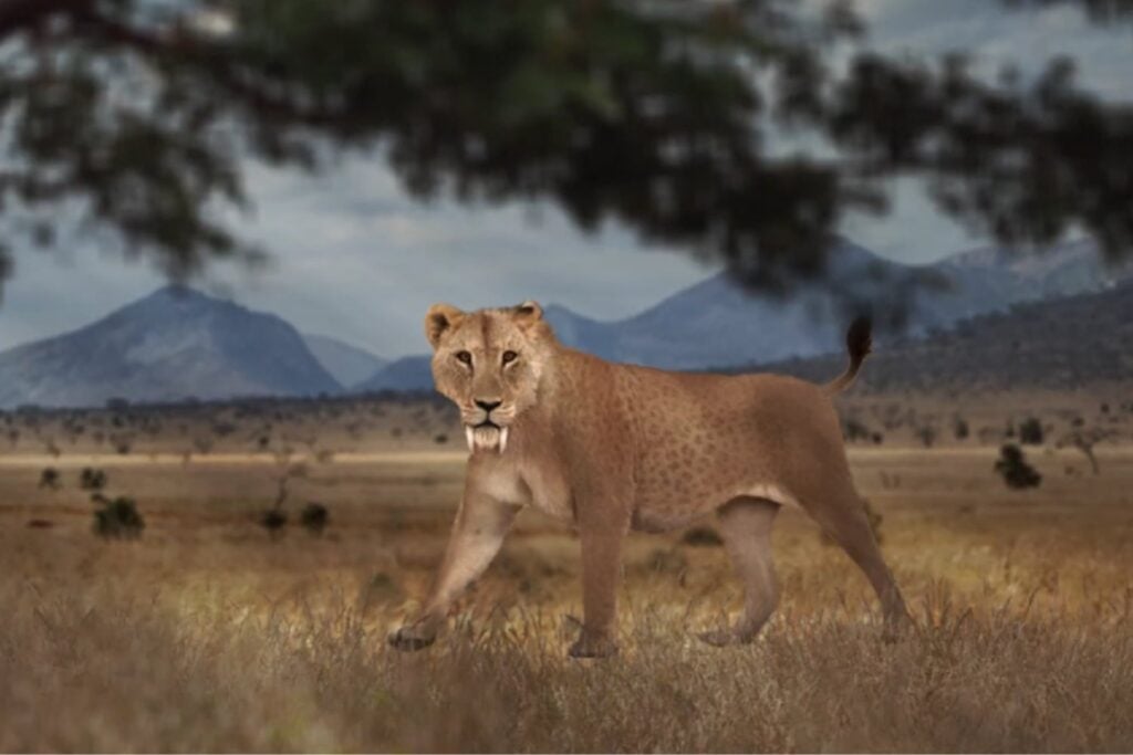 La evolución tuvo que modificar toda su mandíbula para crear al Smilodon