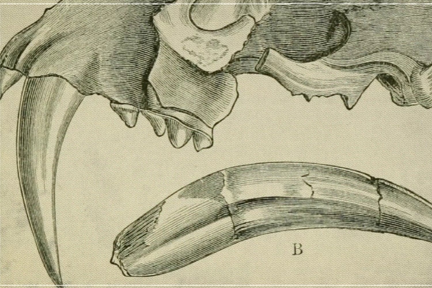 La evolución tuvo que modificar toda su mandíbula para crear al Smilodon