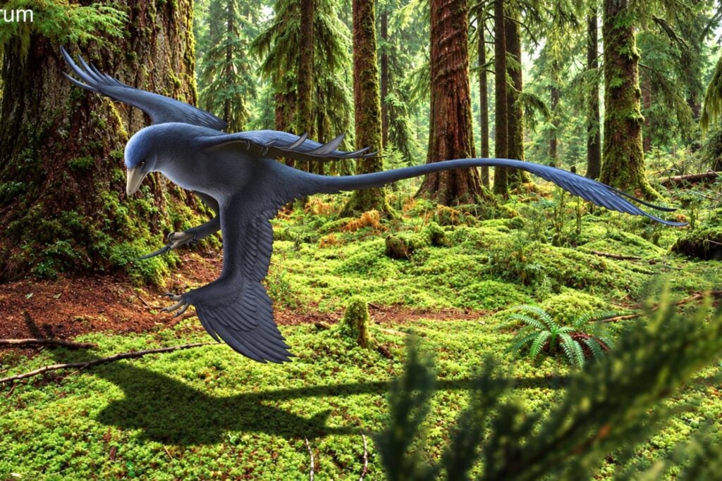 Un nuevo dinosaurio con plumas cambia lo que sabíamos sobre el origen del vuelo