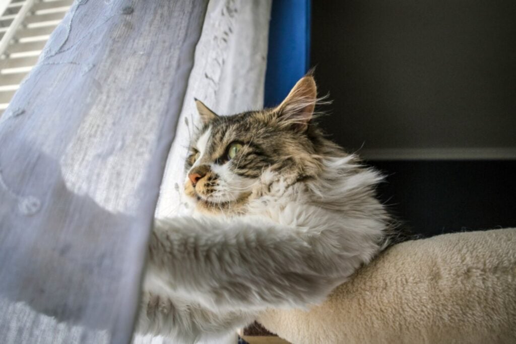 El “radar” natural de los gatos que los alerta cuando cambia el tiempo