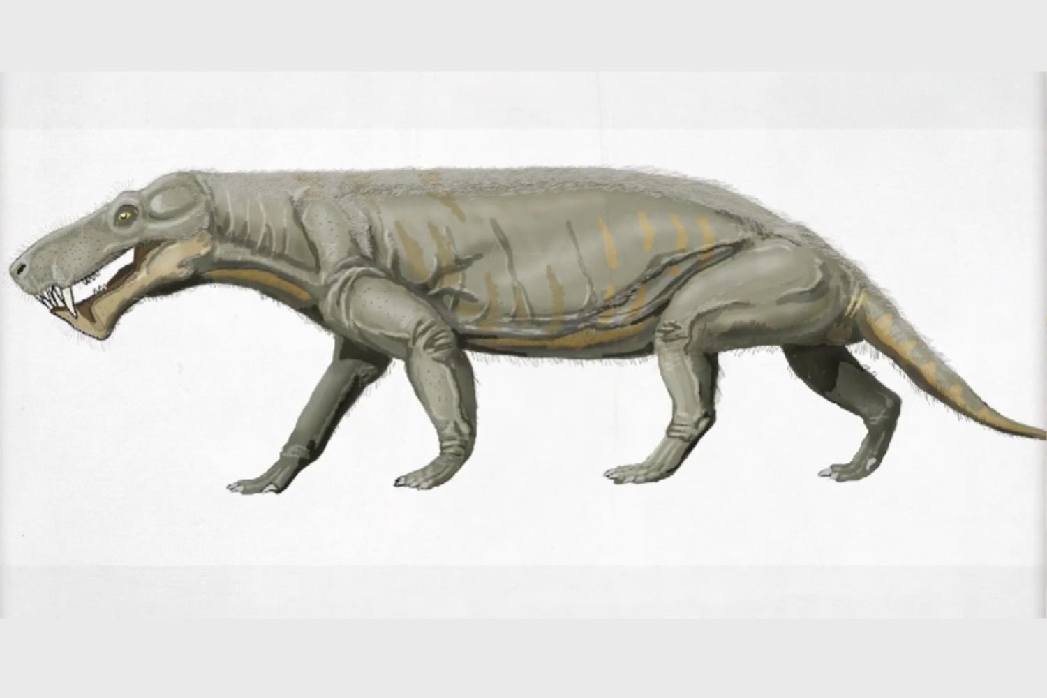 La evolución tuvo que modificar toda su mandíbula para crear al Smilodon