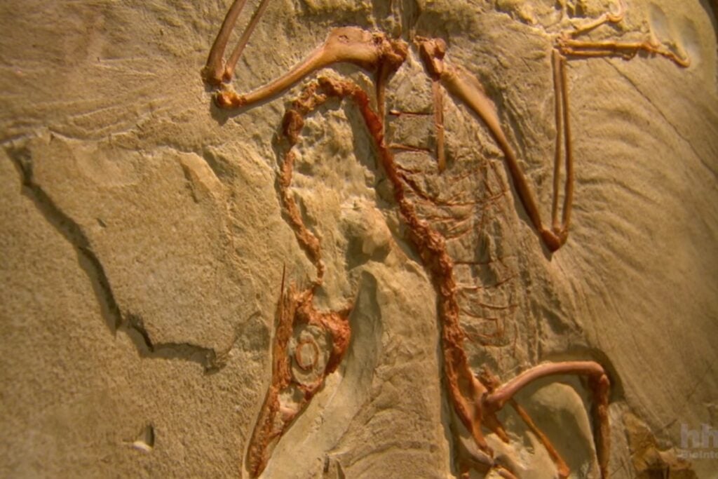 Las huellas fósiles cuentan cómo las aves sobrevivieron al asteroide que acabó con los dinosaurios