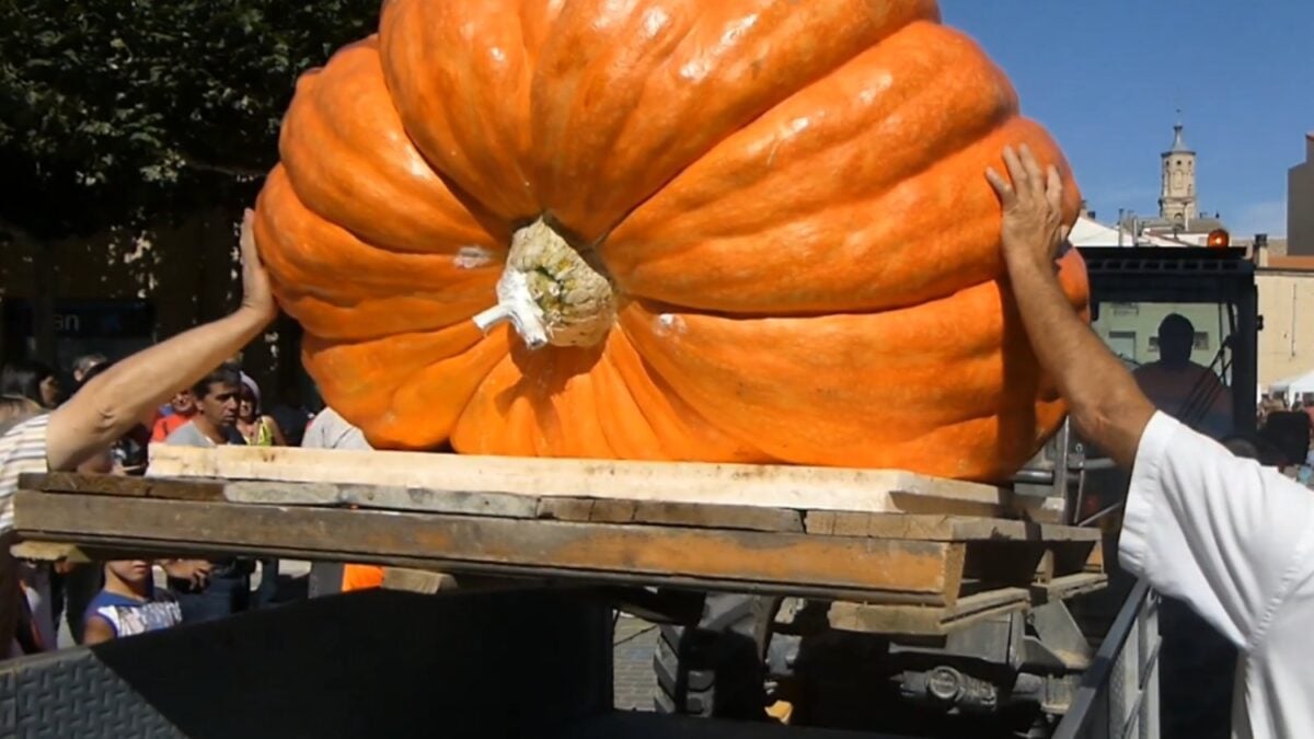 El agricultor español que cultiva calabazas de más de una tonelada