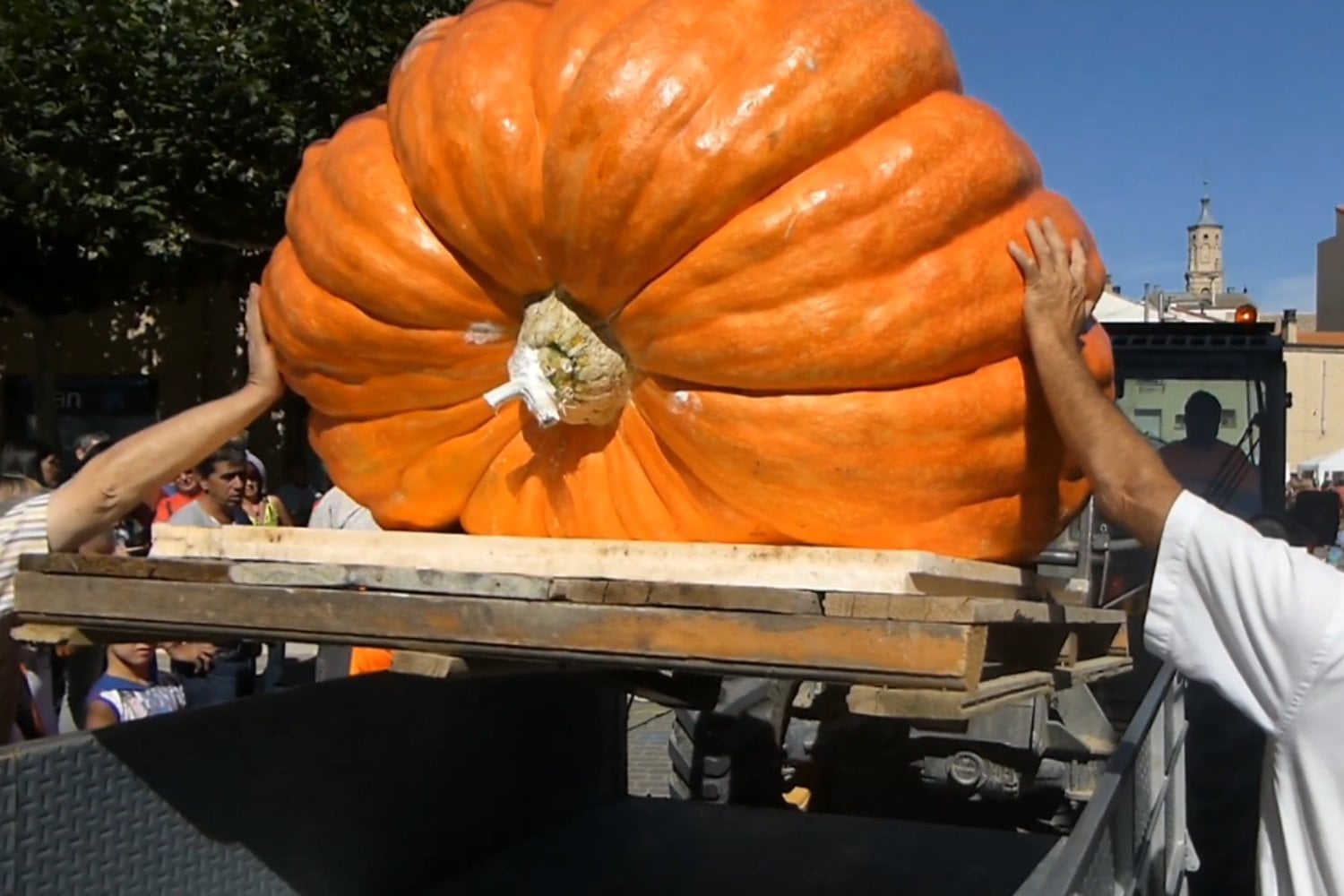 El agricultor español que cultiva calabazas de más de una tonelada