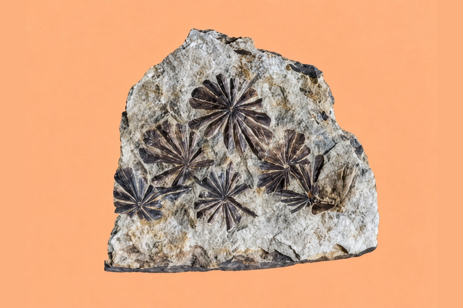 Un fósil de 295 millones de años reabre el debate sobre el origen de las plantas con flores